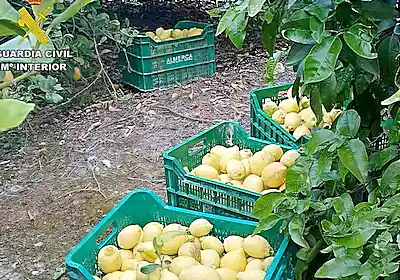 Detenidos dos vecinos de Mula por sustraer 10 toneladas de limones valoradas en 10.000 euros